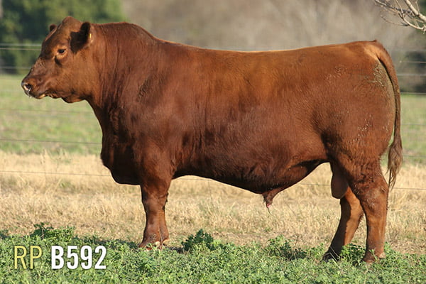 Lote 3 TOROS PUROS DE PEDIGREE