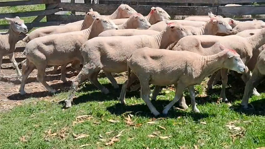 Lote 18 Ovejas a remate en Ultima pantalla del año - Escritorio Camy 50kg - , San José