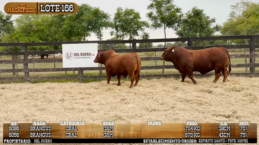 Lote LOTE 166 - PANTALLA
