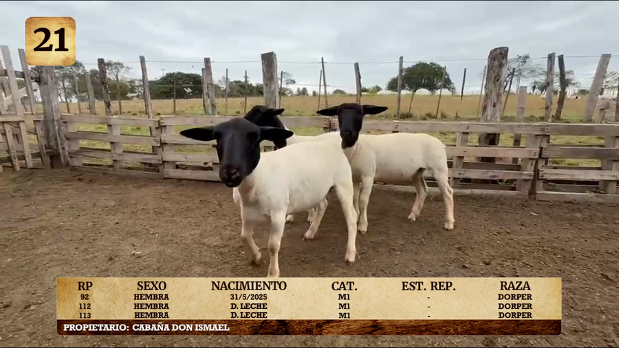 Lote LOTE 21