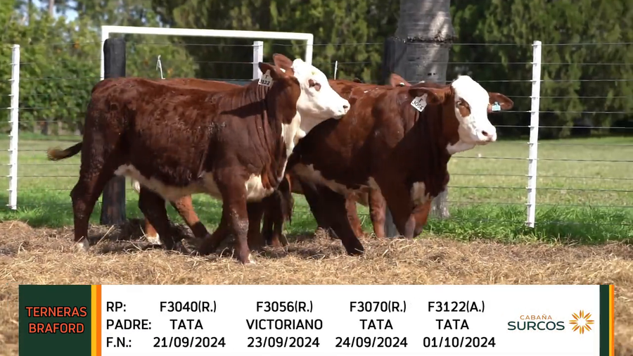 Lote TERNERAS BRAFORD