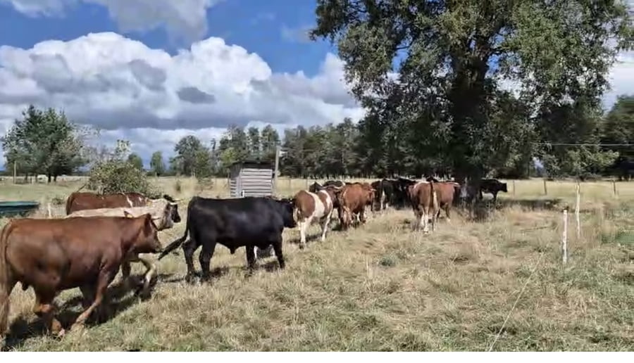 Lote 35 Novillo Engorda en Osorno, X Región Los Lagos