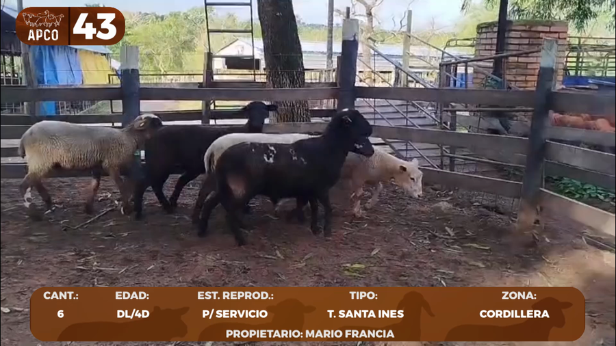 Lote LOTE 43 -POR PANTALLA