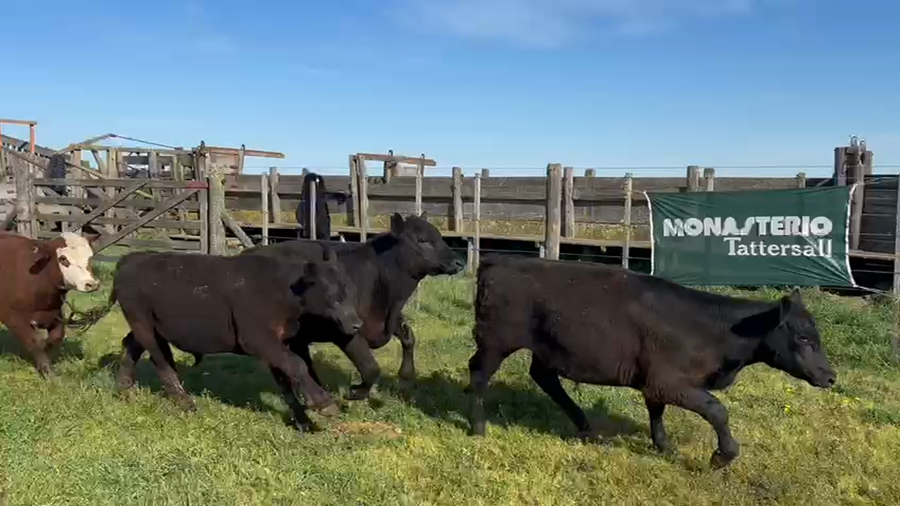 Lote 75 Novillitos en Tres Arroyos