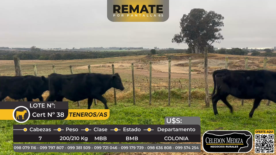 Lote 7 Terneros y Terneras en Colonia