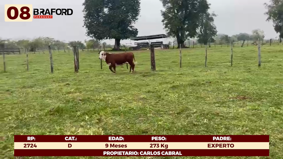 Lote LOTE 8 - TERNERAS DE CORRAL