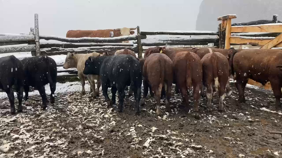 Imagen 2 del Lote Lote 13 Ternero en Aysén, XI Región Aysén