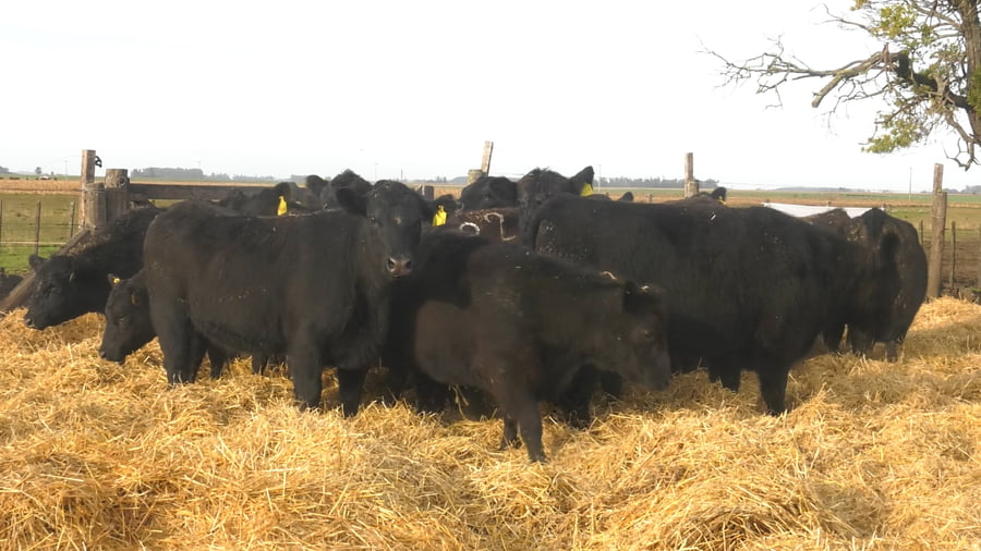 Lote Vaquillonas Negras S/SERVICIO