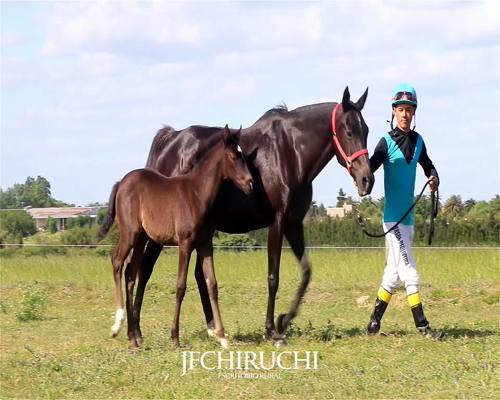 Lote INTRUSA DE LA PERSEVERANCIA