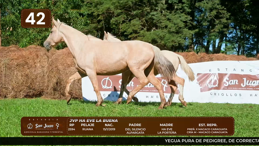Lote LOTE 42