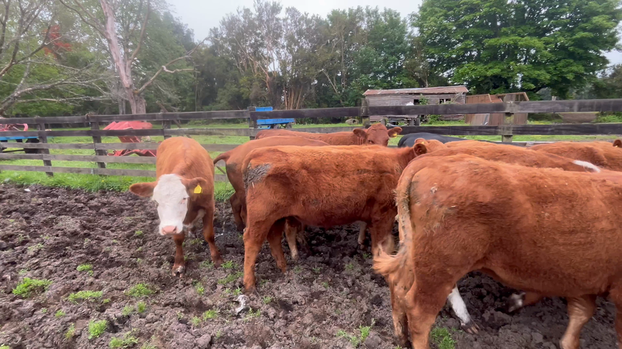 Lote 25 Vaquilla Engorda en Río Bueno, XIV Región Los Ríos