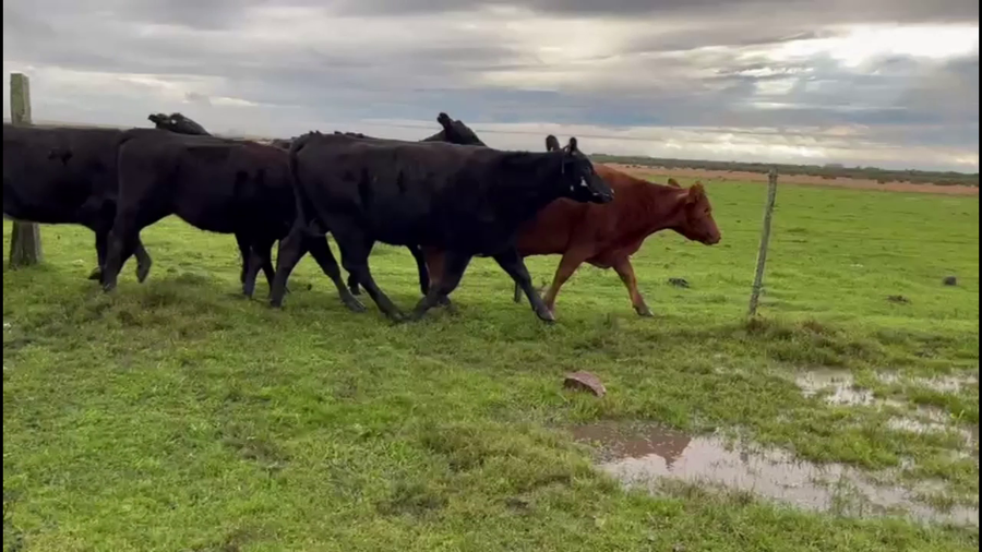 Lote VACAS DE INVERNADA