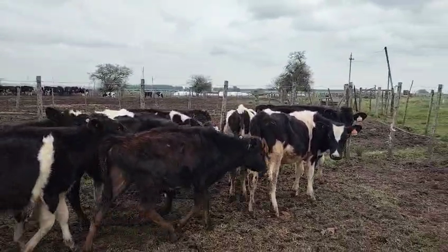 Lote 26 Terneros a remate en Pantalla Aniversario - Escritorio Camy, San José