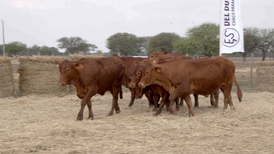 Lote Vaquillas CBO. 1 PREÑADAS