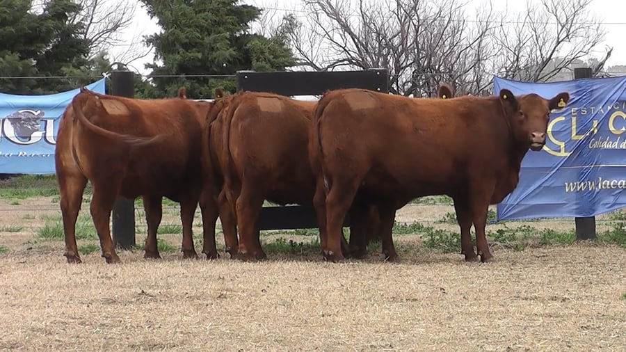 Lote VAQ.  ANGUS PC COLORADAS PREÑADAS PARICION PRIMAVERA