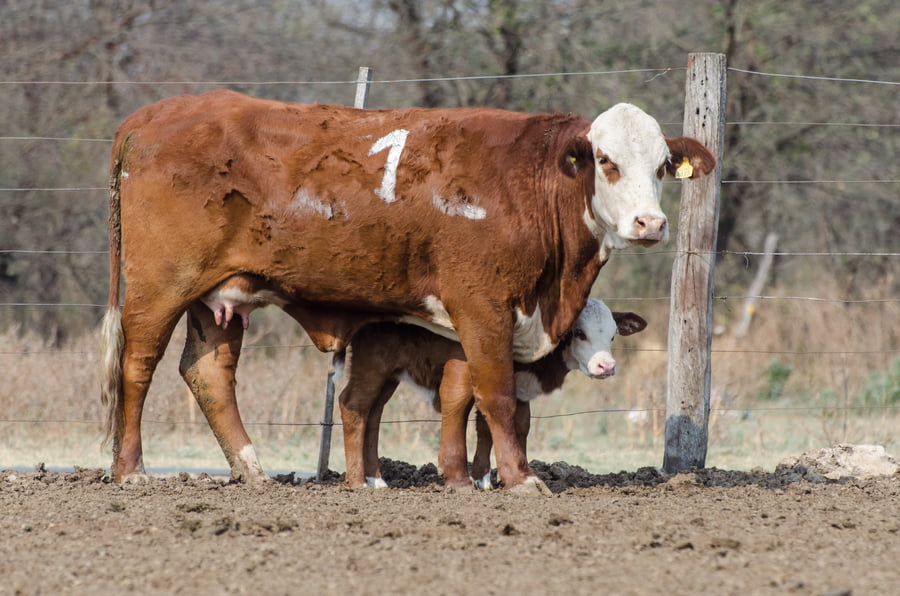 Lote Corral 54 - CABAÑA MILENA