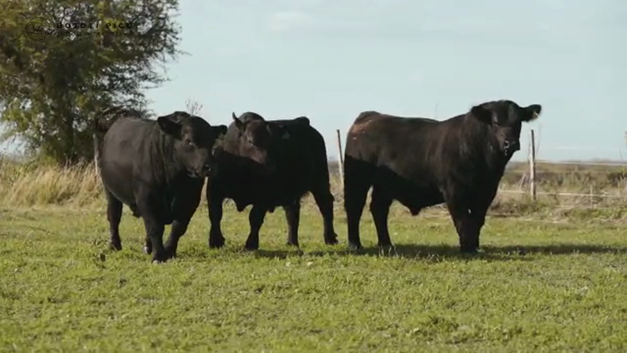 Lote RP 1540-1546-1543 BOTOTI PICU