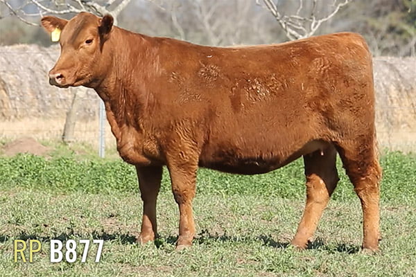 Lote 4 VAQUILLONAS PREÑADAS PURAS DE PEDIGREE