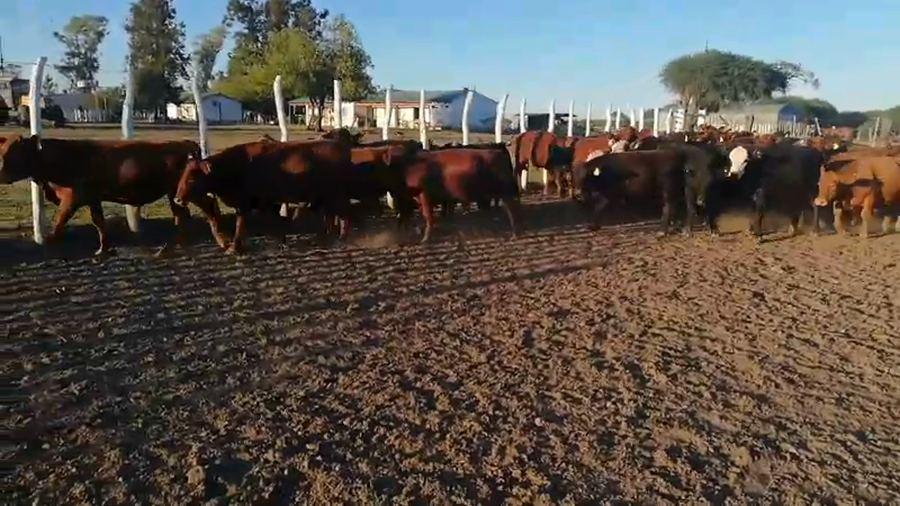 Lote 70 Terneros/as en Federal, Entre Ríos