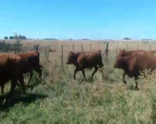 Lote 26 Terneros en Olavarría, Buenos Aires