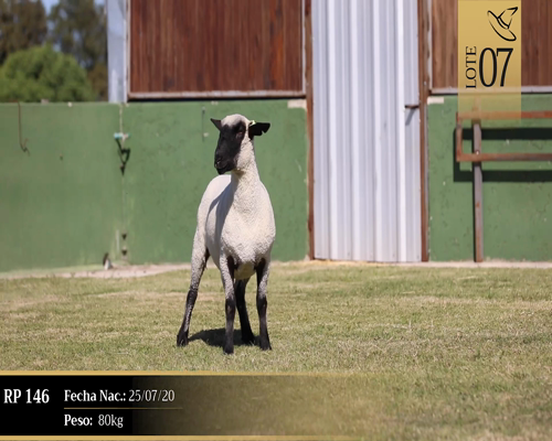 Lote Borregas a remate en Cabaña Las Brujas, San José