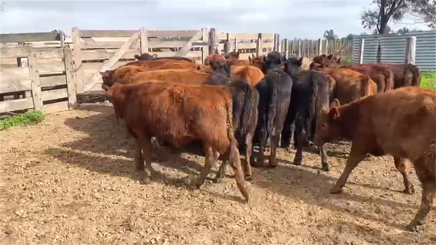 Lote 30 TERNEROS/AS