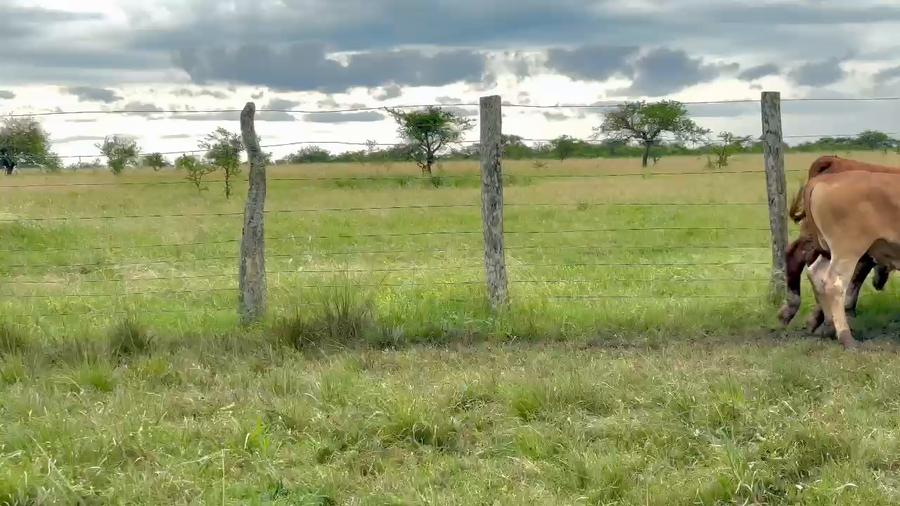 Lote 80 Terneros