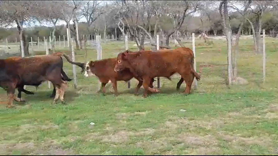 Lote TERNEROS