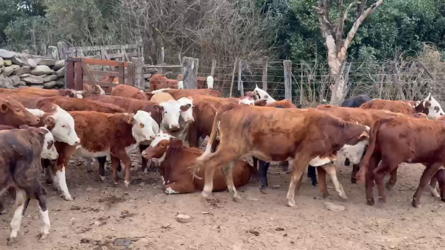 Lote 130 Terneros/as