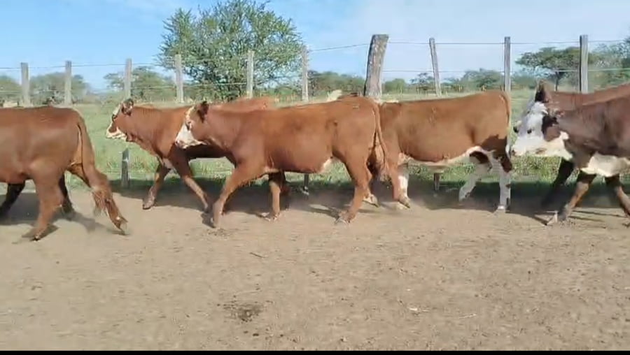 Lote 75 Terneras en Corrientes, Curuzú-Cuatiá