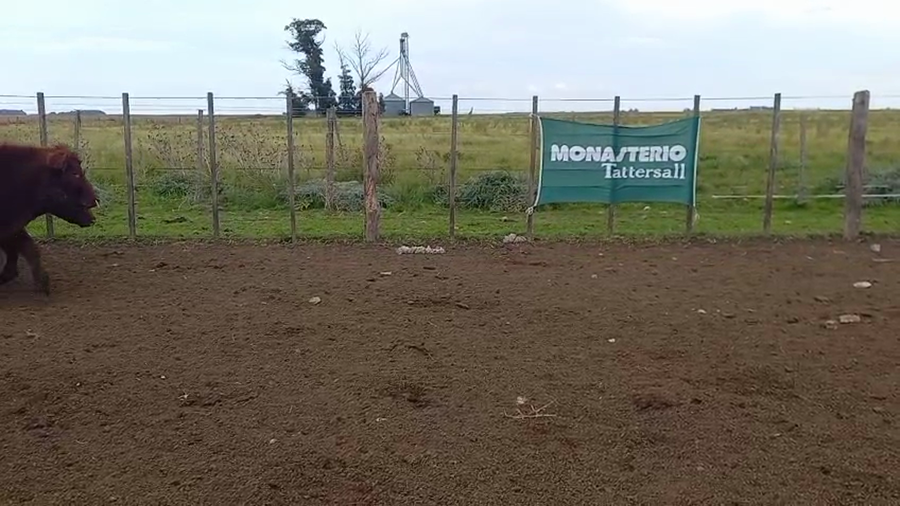 Lote 55 Terneros/as en Necochea