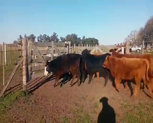 Lote 16 Terneros en Gral. Paz, Buenos Aires