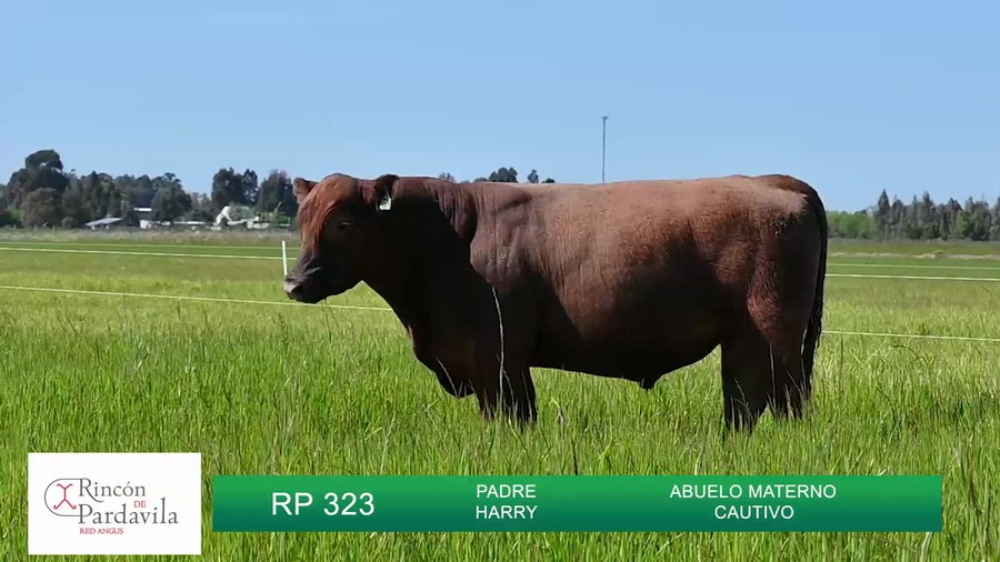 Lote TOROS RINCON DE PARDAVILLA