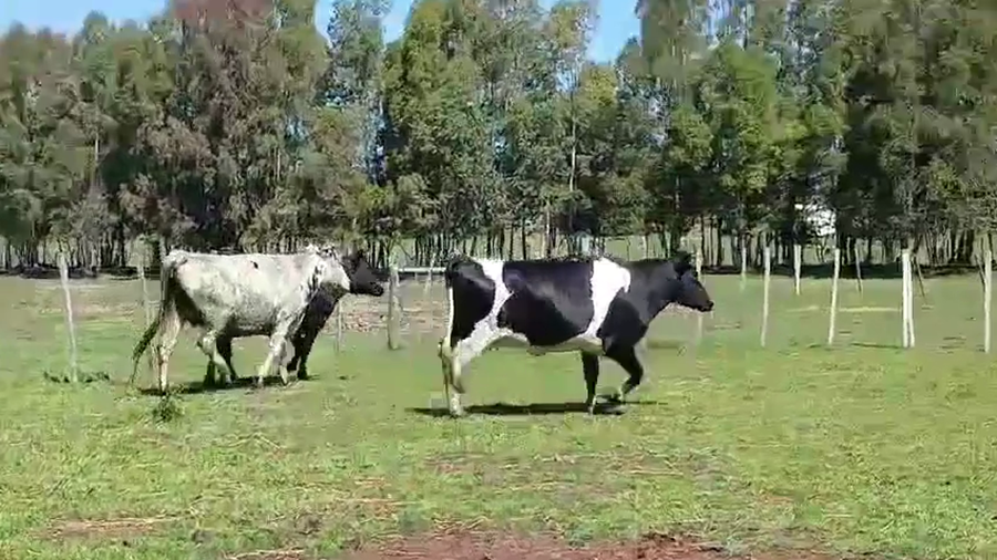 Lote 3 Vaquillonas  a remate en Pantalla Camy 450kg - , San José