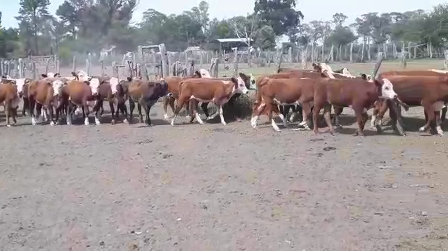 Lote 40 Terneros/as en Federal, Entre Ríos