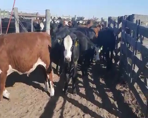 Lote 66 Terneros/as en Buenos Aires, Mayor Buratovich