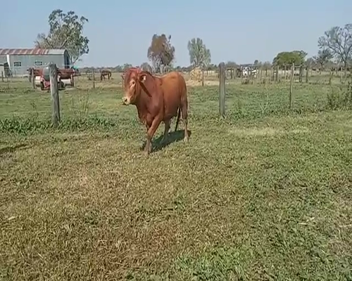 Lote Toro brangus cabaña San Jeronimo del Toba