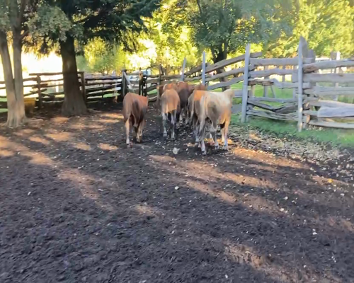 Lote 31 Ternero en Aysén, XI Región Aysén