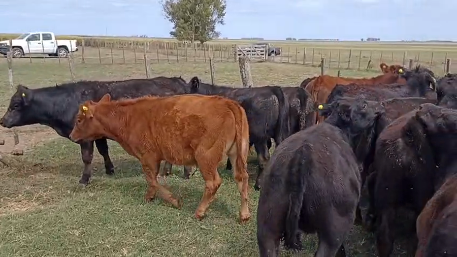 Lote 66 Terneros
