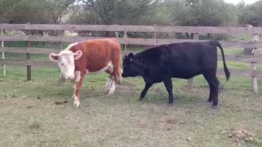 Lote VAQUILLONAS GORDAS