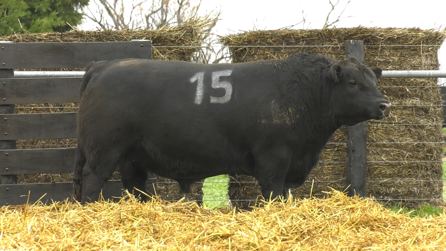 Lote TOROS ANGUS PURO CONTROLADO