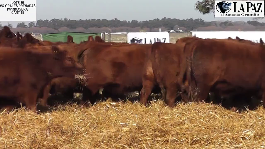 Lote 9 Vaquillonas ANGUS COLORADAS GENERALES