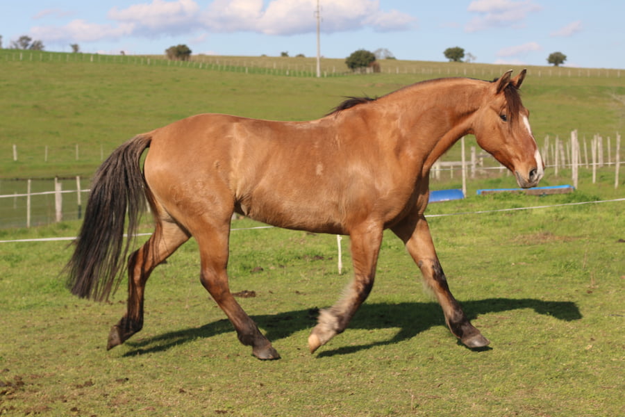 Lote CARTUCHERA DEL CONVENTOS
