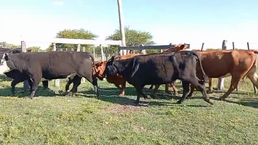 Lote 32 Vacas de invernar