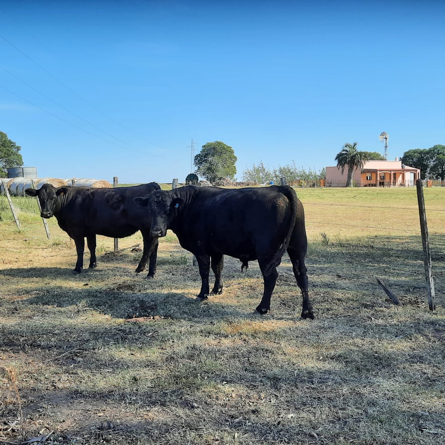 Lote Toros Angus Buen Origen