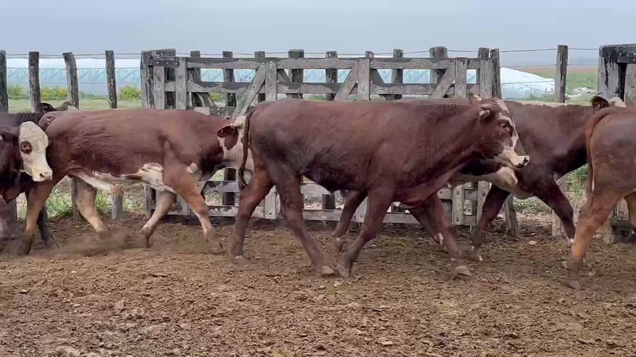 Lote 83 Novillos en Bandera, Santiago del Estero