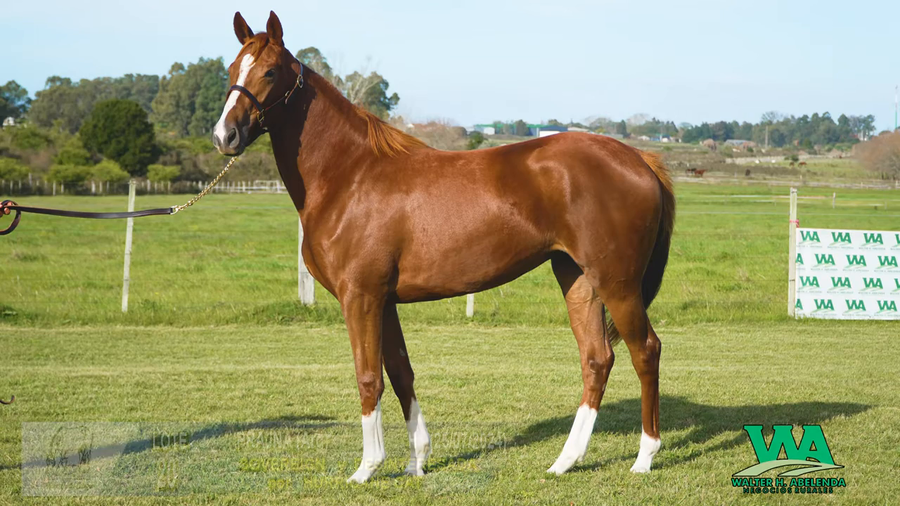 Lote PRAJNA (ARG)