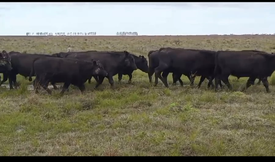 Lote 130 Novillos en Corrientes, Curuzú-Cuatiá