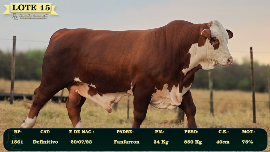Lote LOTE 15