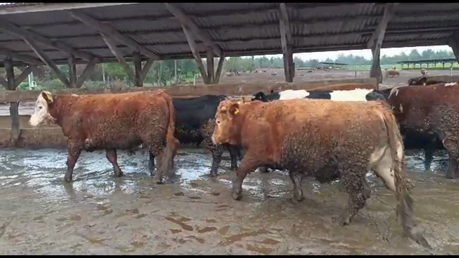 Lote 16 Novillo Gordo en Los Ángeles, VIII Región Biobío